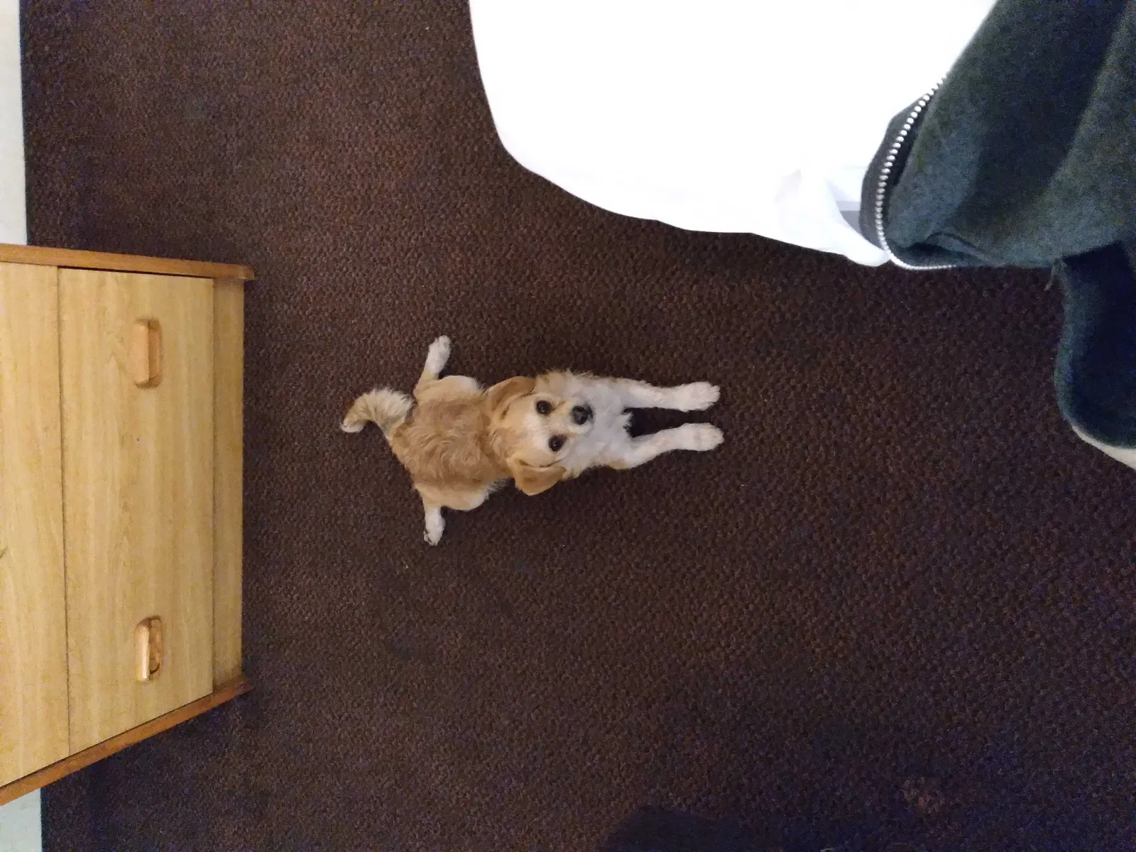 Lost dog in Palmdale, CA, 93550