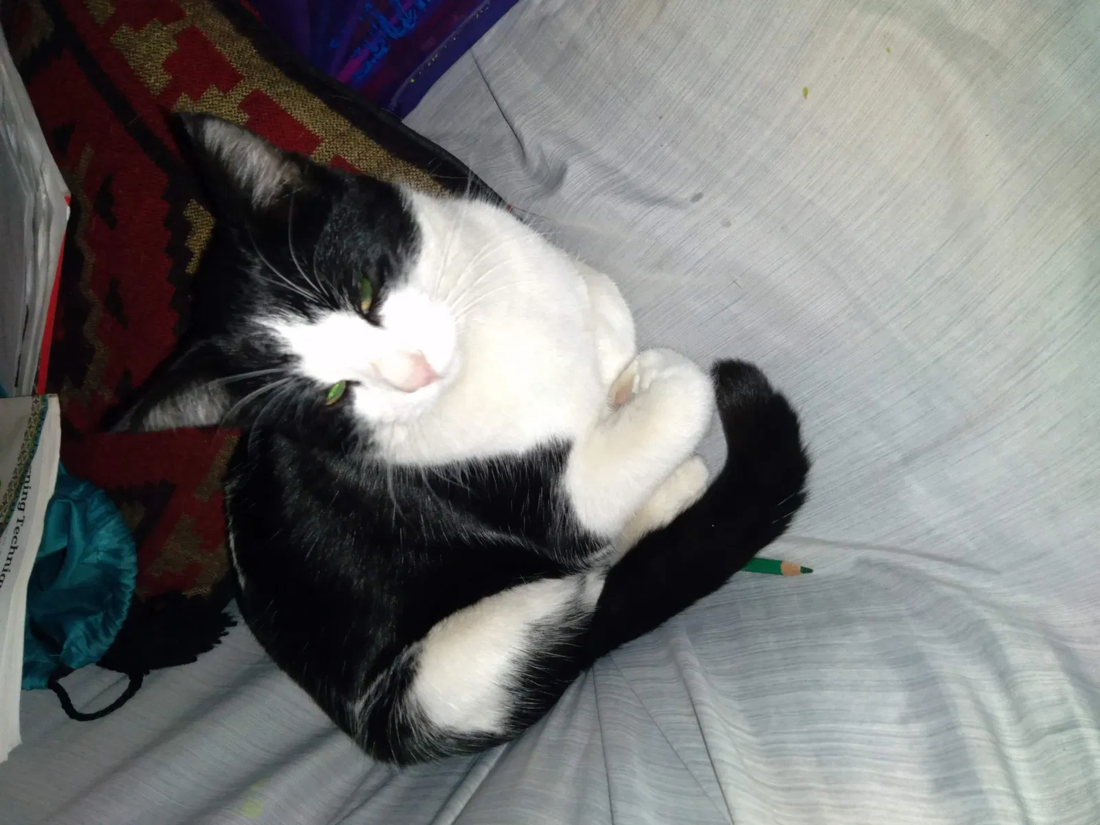 Lost cat in Pueblo, CO, 81006