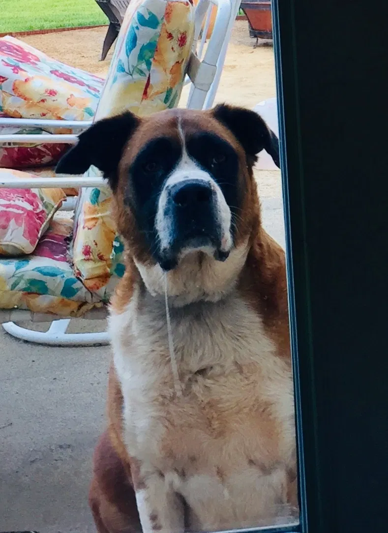 Found dog in Redding, CA, 96003