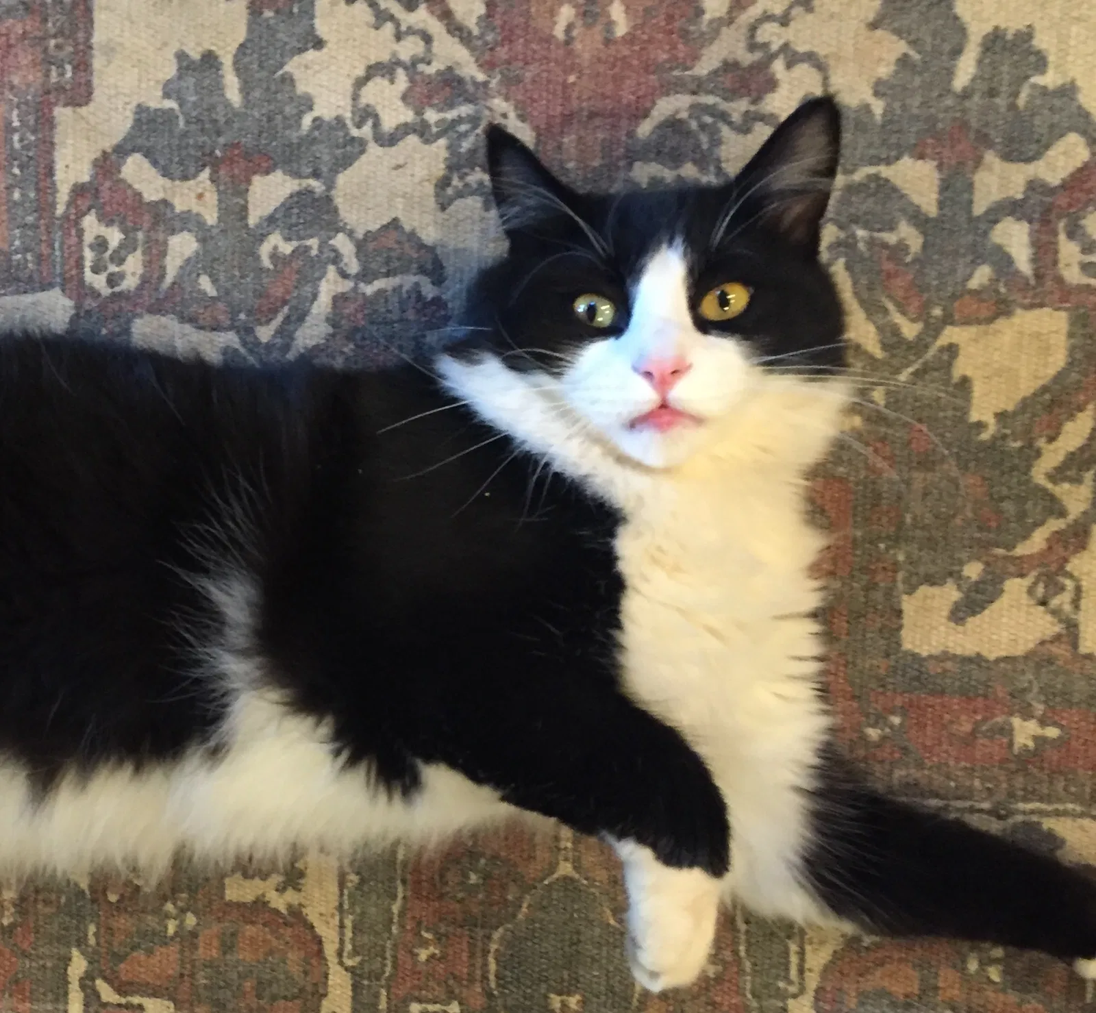 Lost cat in Redding, CA, 96003