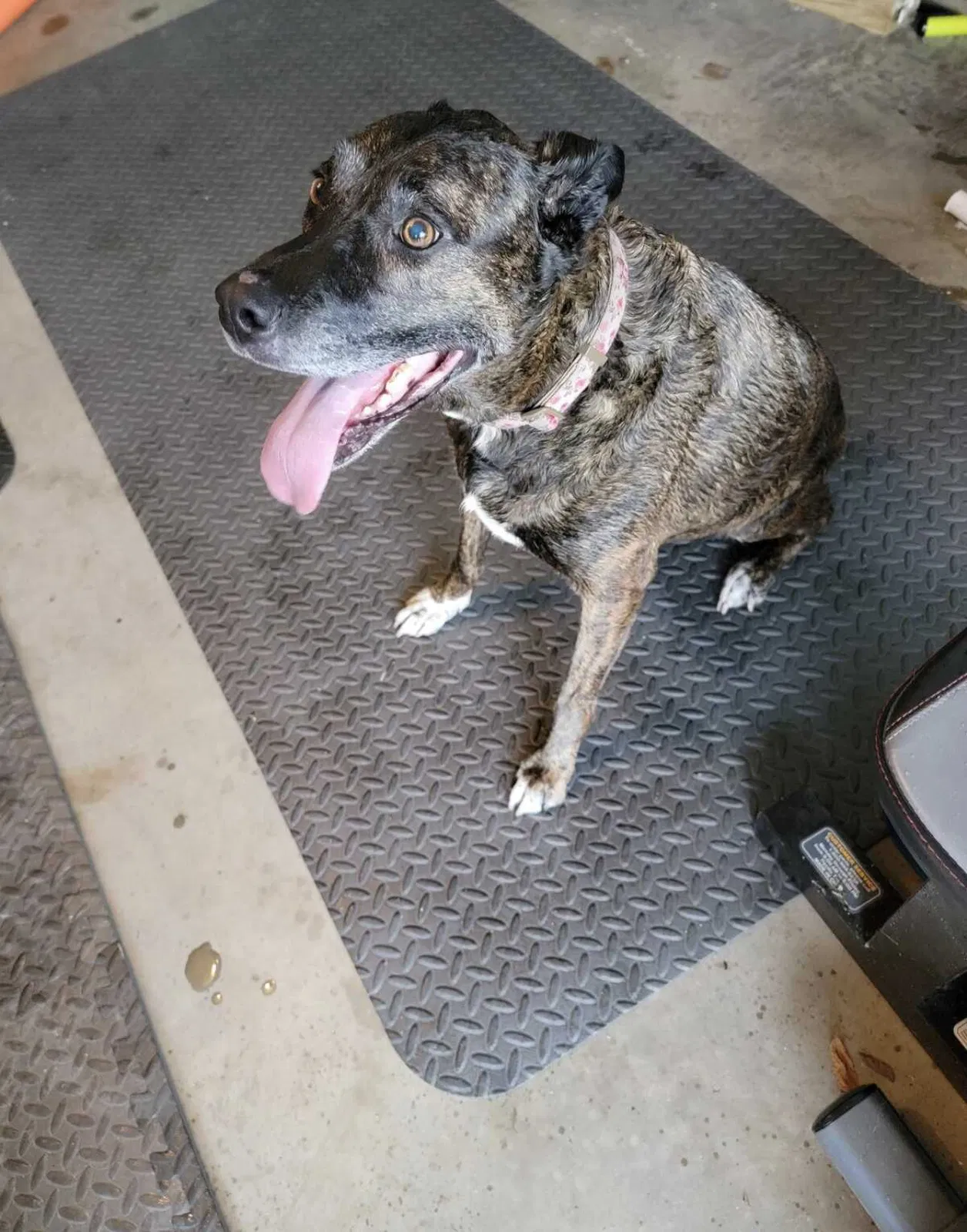 Lost dog in Kempner, TX, 76539
