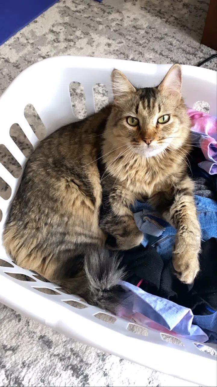 Lost cat in Helotes, TX, 78023