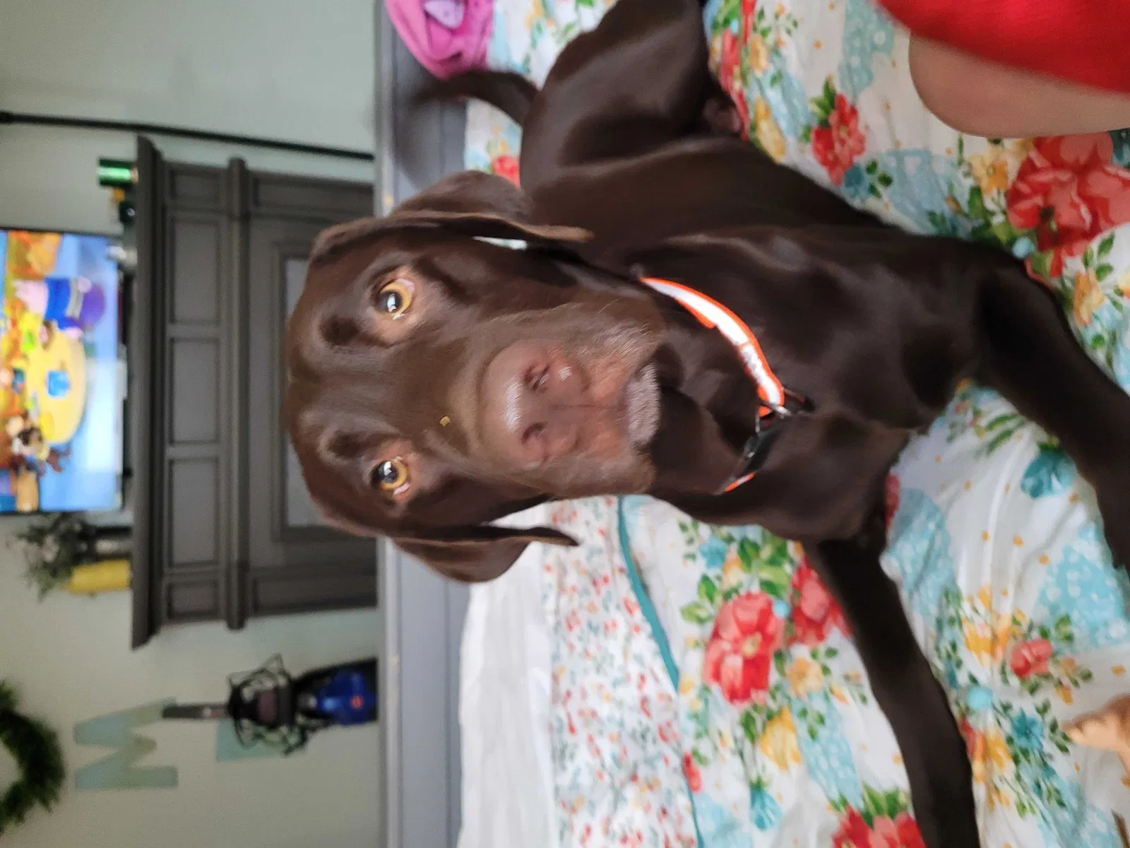 Lost dog in Temecula, CA, 92592