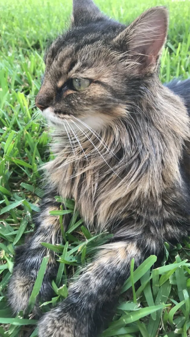 Lost cat in Orlando, FL, 32814