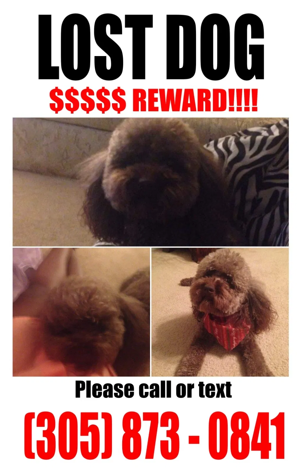 Lost dog in Miami, FL, 33142
