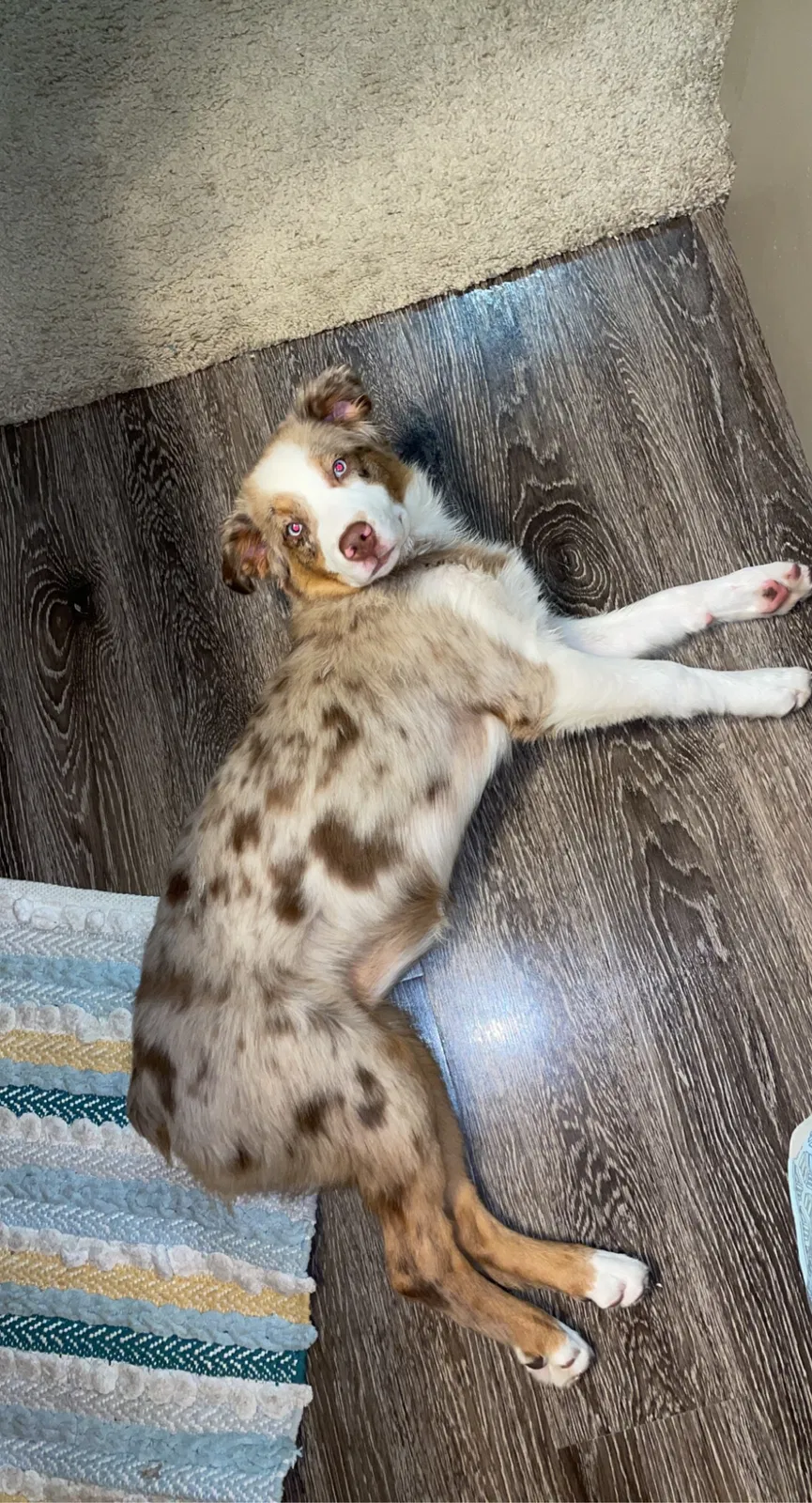 Lost dog in Linden, TX, 75563