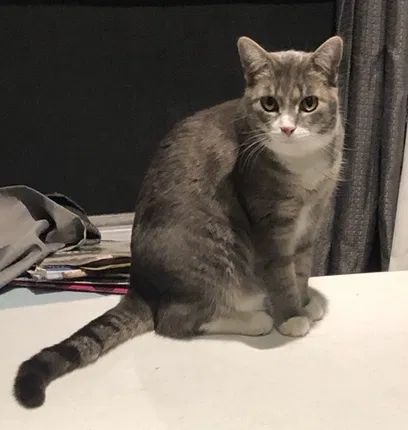 Lost cat in Lawrence, MI, 49064