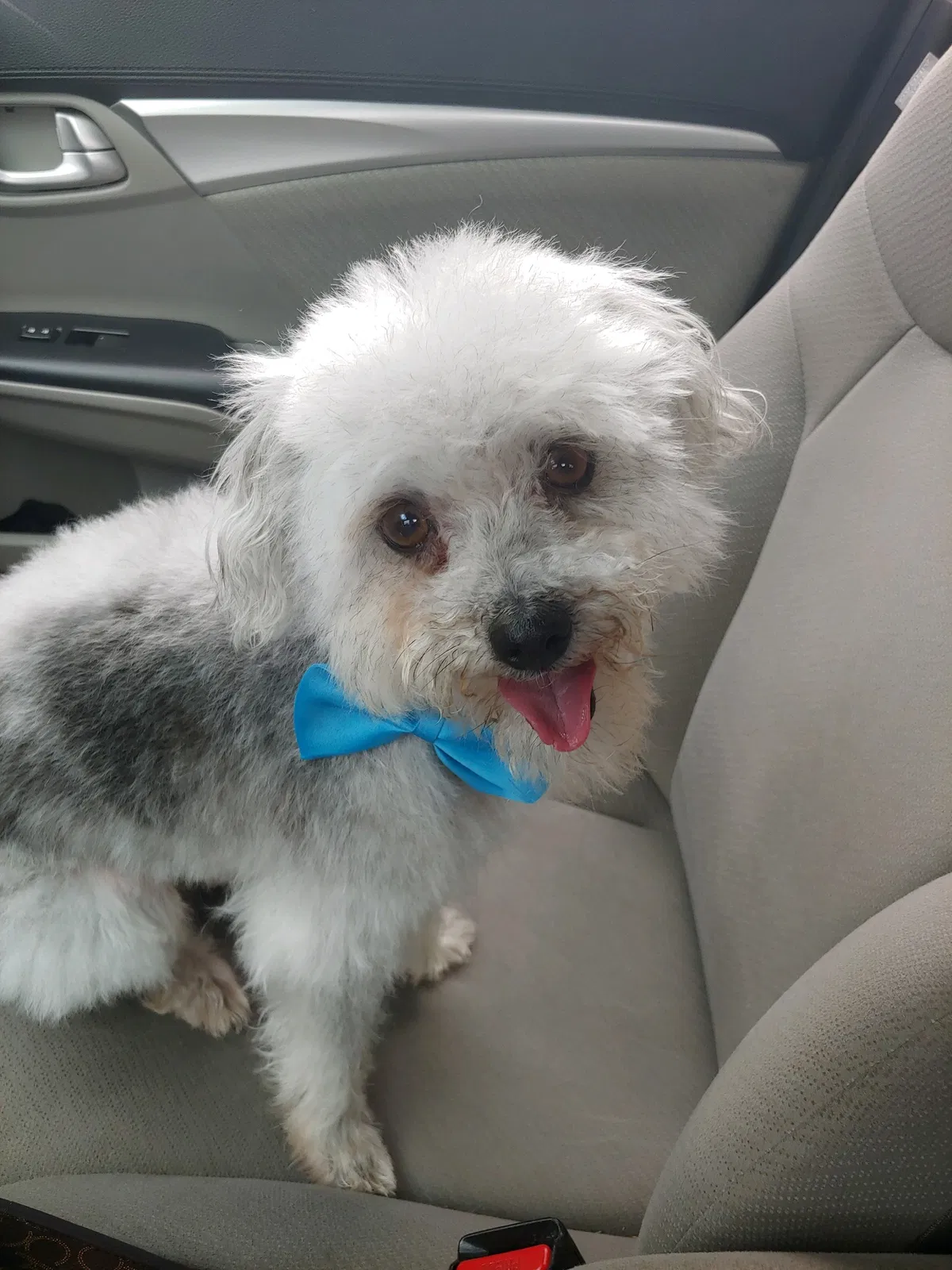 Lost dog in Richmond, TX, 77406