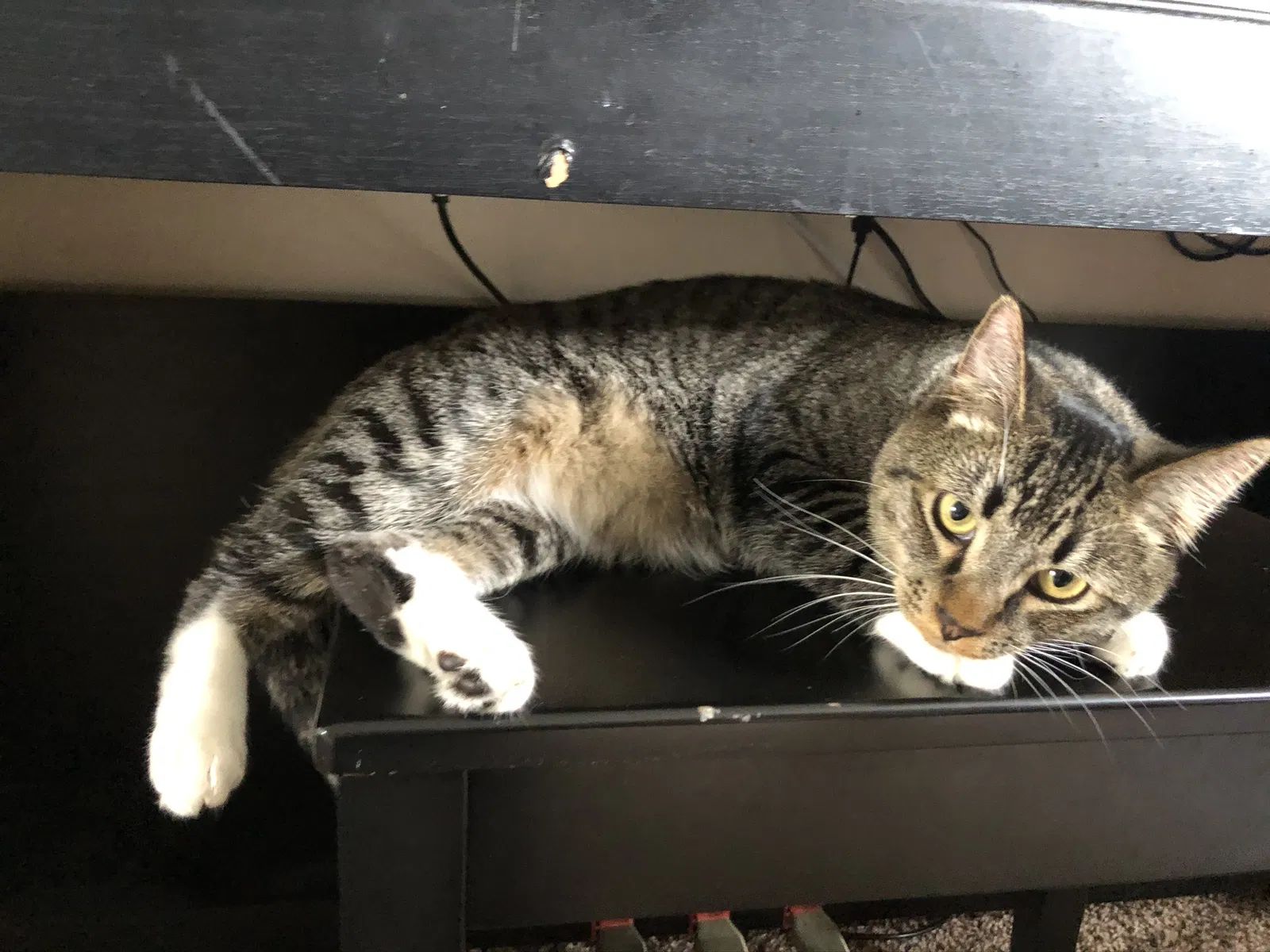Lost cat in Fresno, CA, 93726