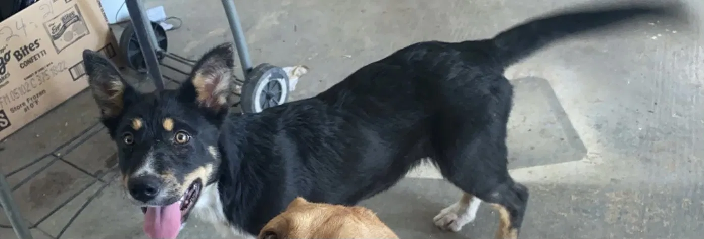 Lost dog in Rosharon, TX, 77583