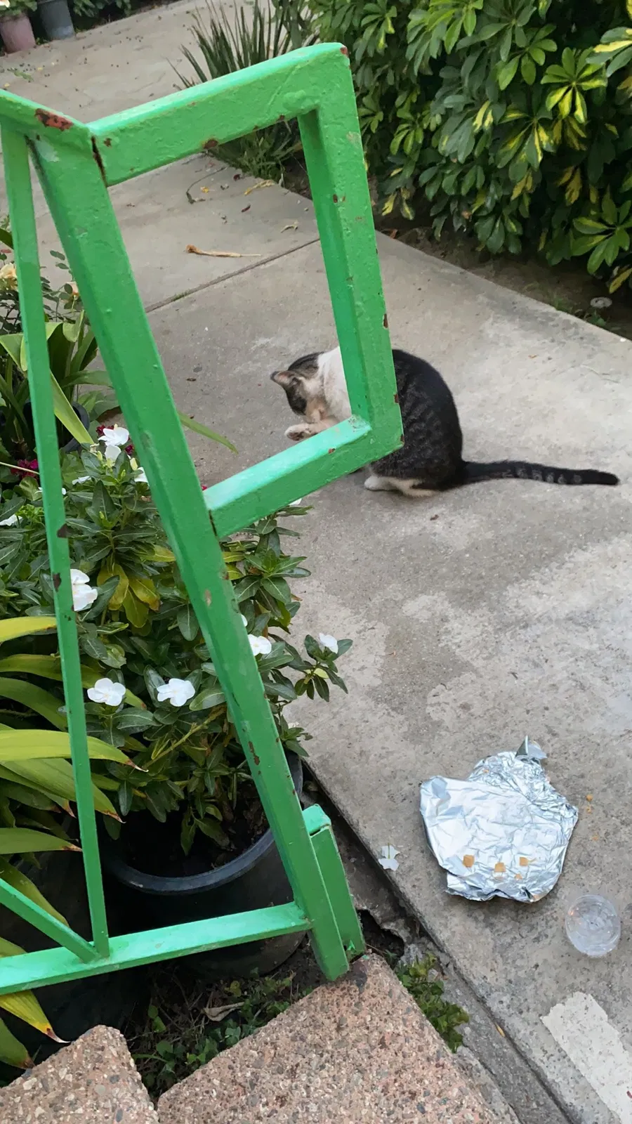 Found cat in Alhambra, CA, 91801