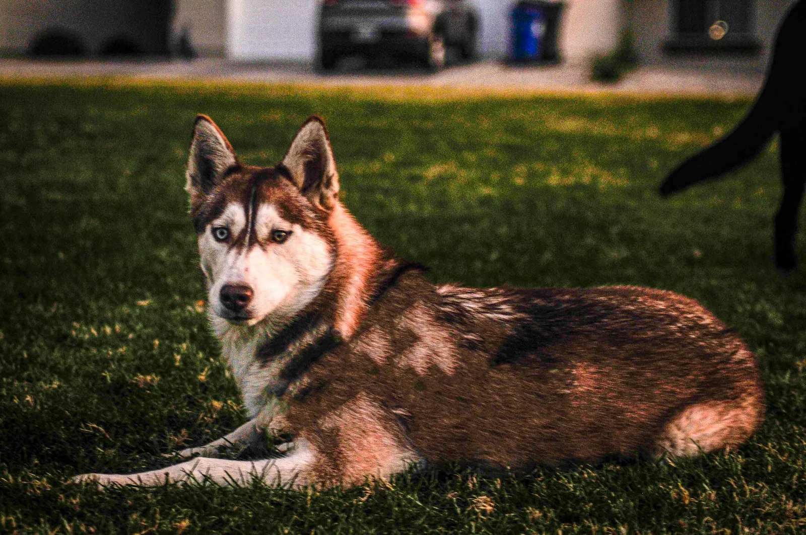 Lost dog in Phoenix, AZ, 85009