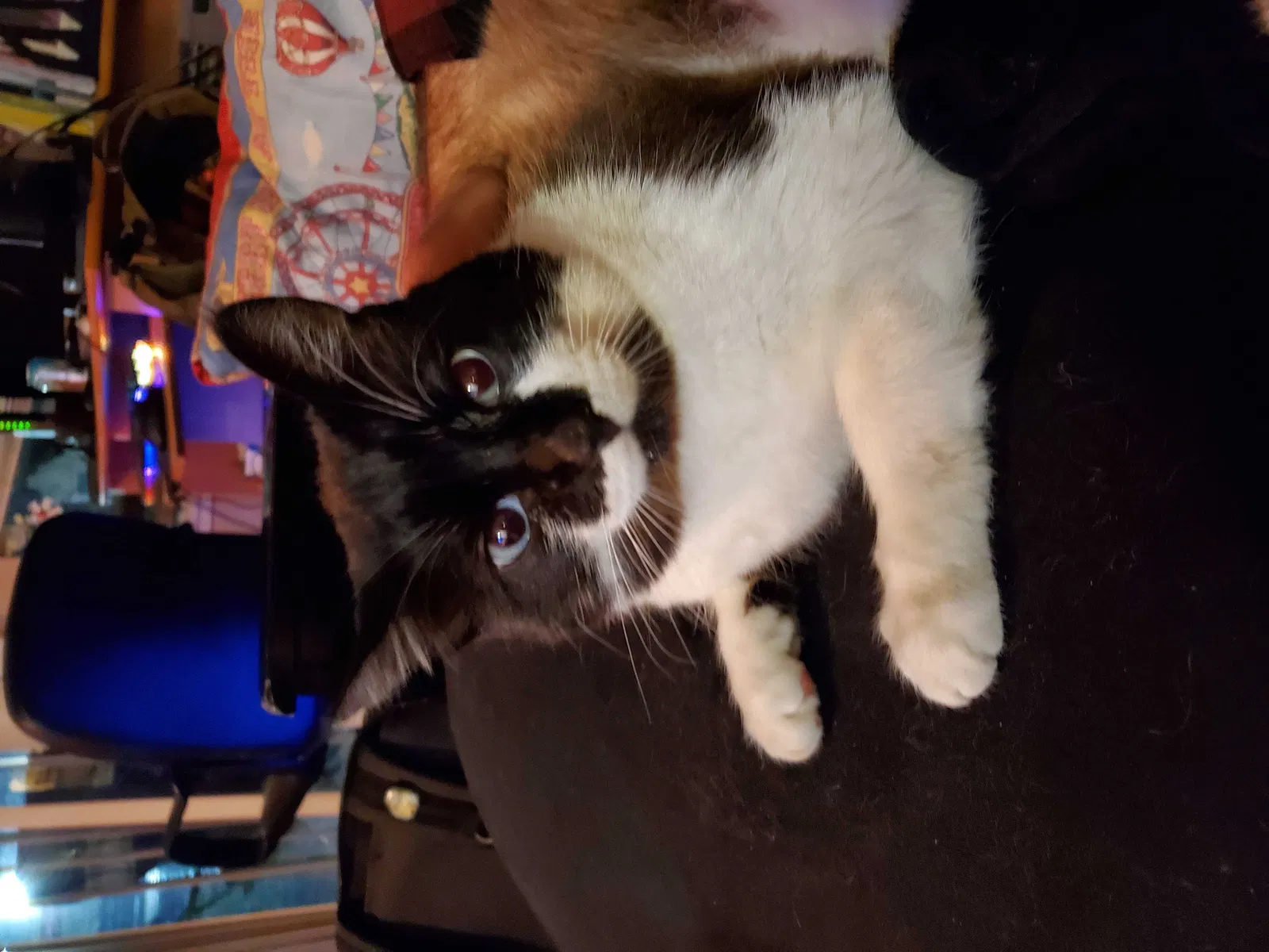 Lost cat in Unknown, AL, 0