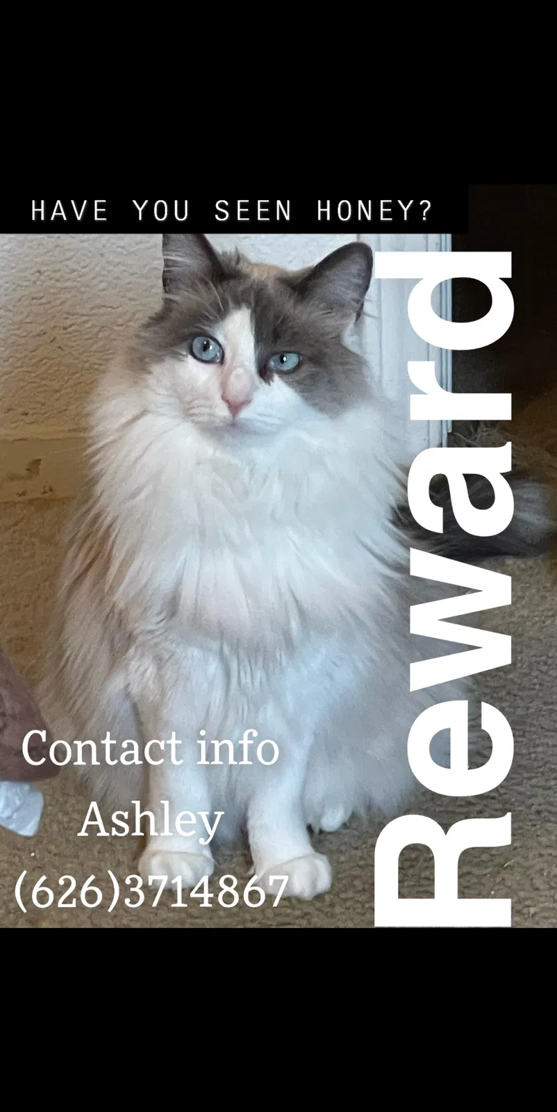 Lost cat in Reno, NV, 89512
