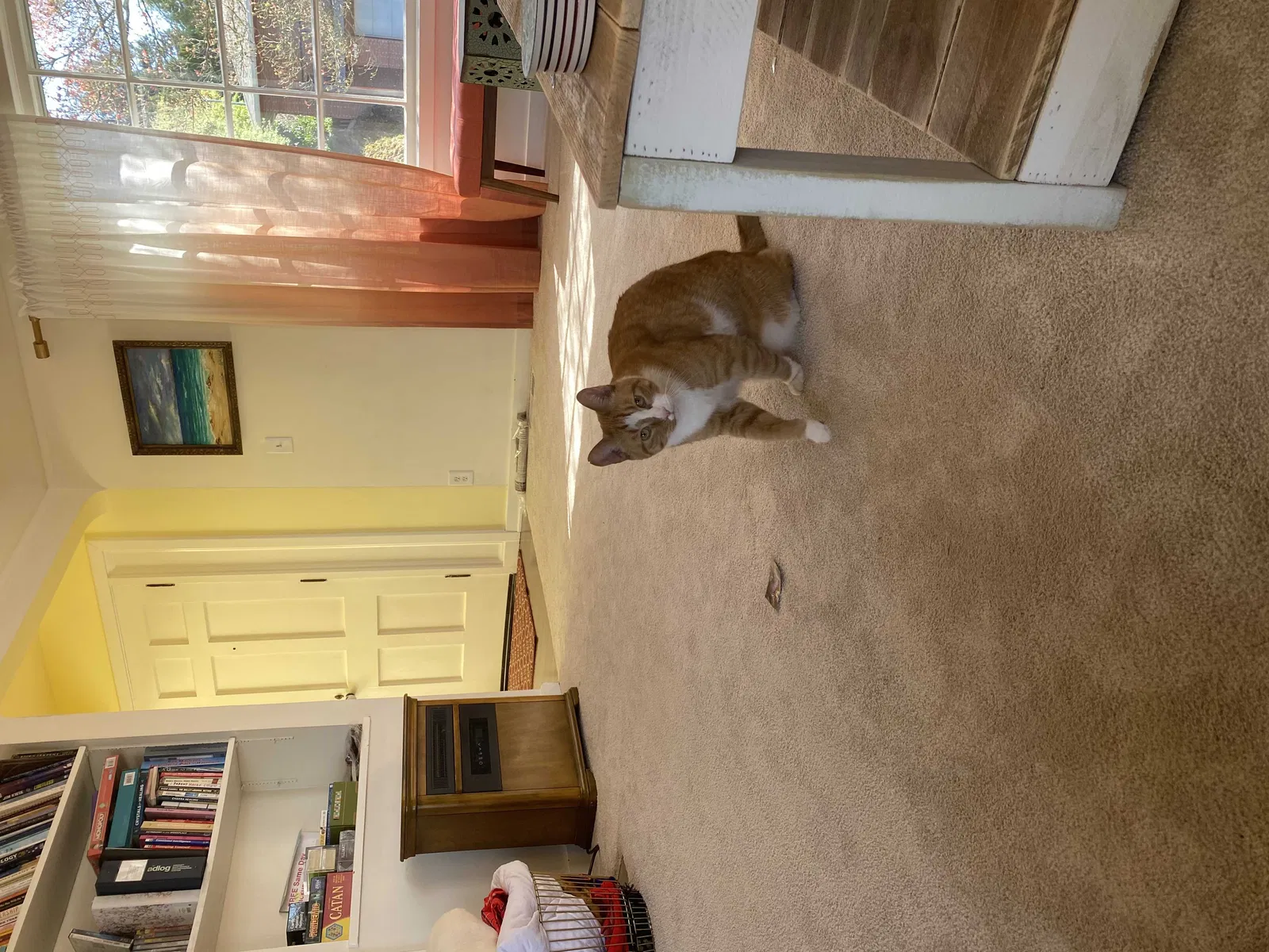 Lost cat in Portland, OR, 97239