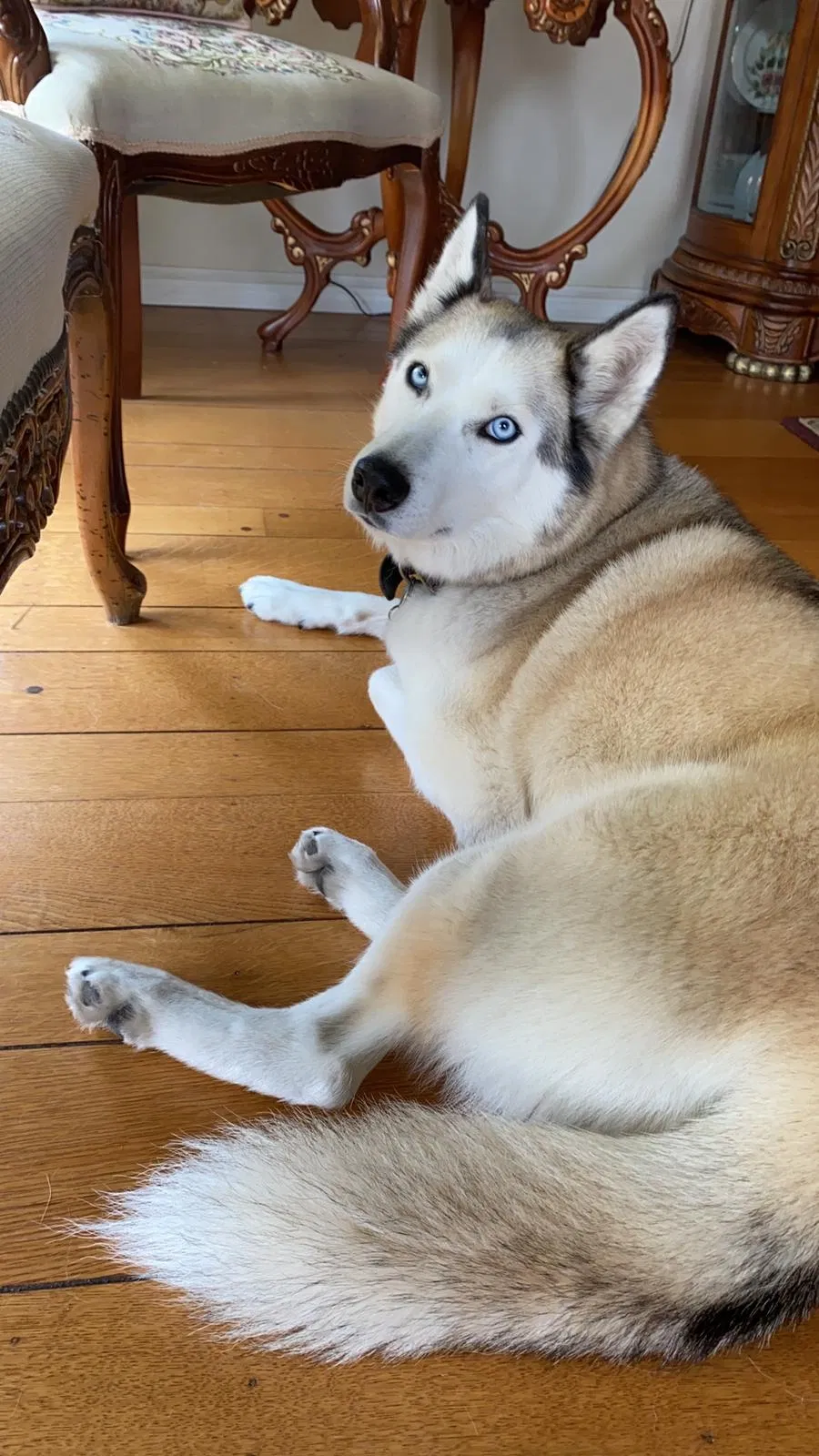 Lost dog in Vallejo, CA, 94591