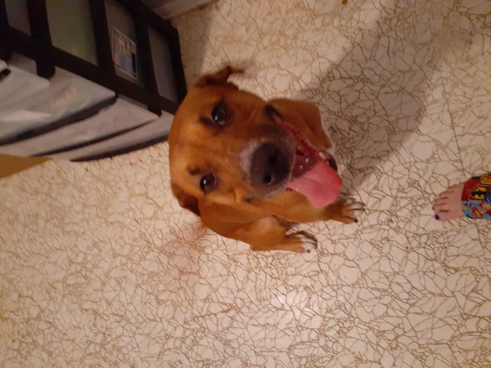 Lost dog in Converse, TX, 78109