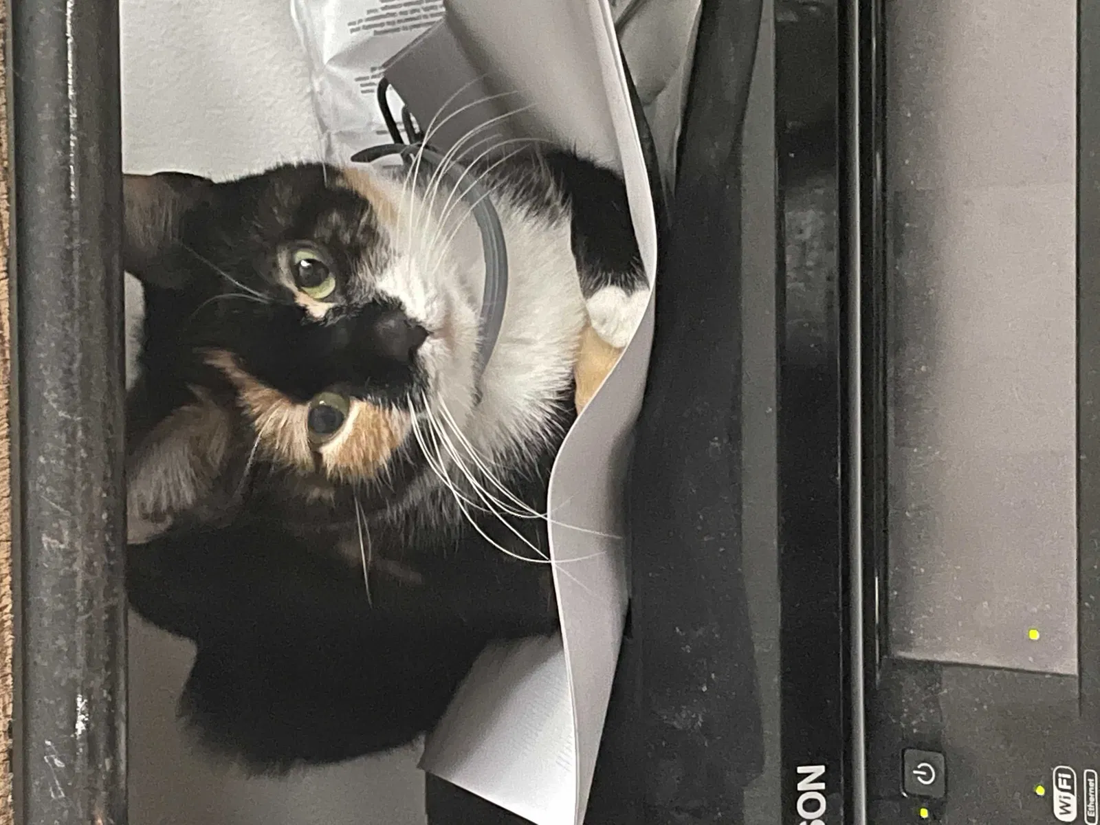 Lost cat in Hilliard, OH, 43026