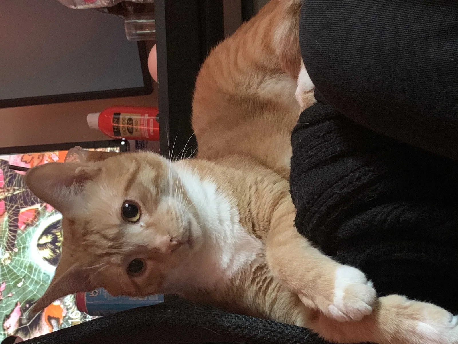 Lost cat in Jacksonville, FL, 32205