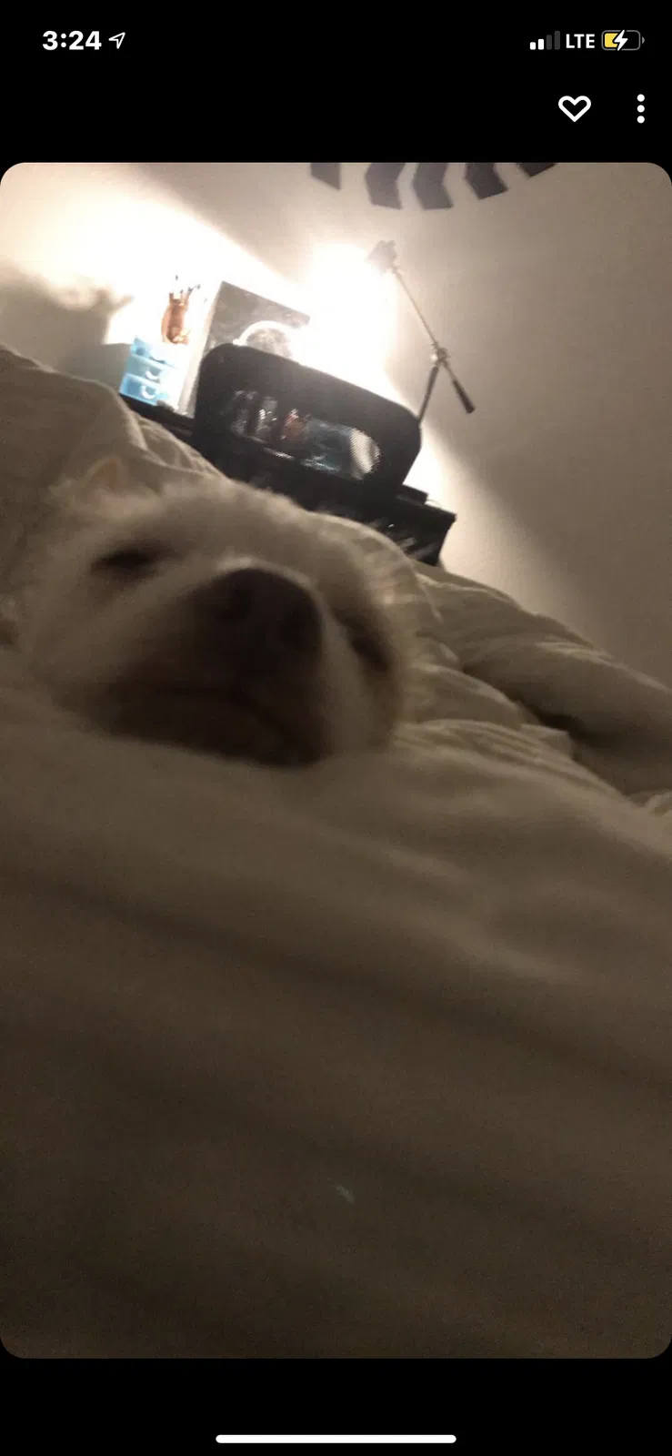 Lost dog in Burleson, TX, 76028