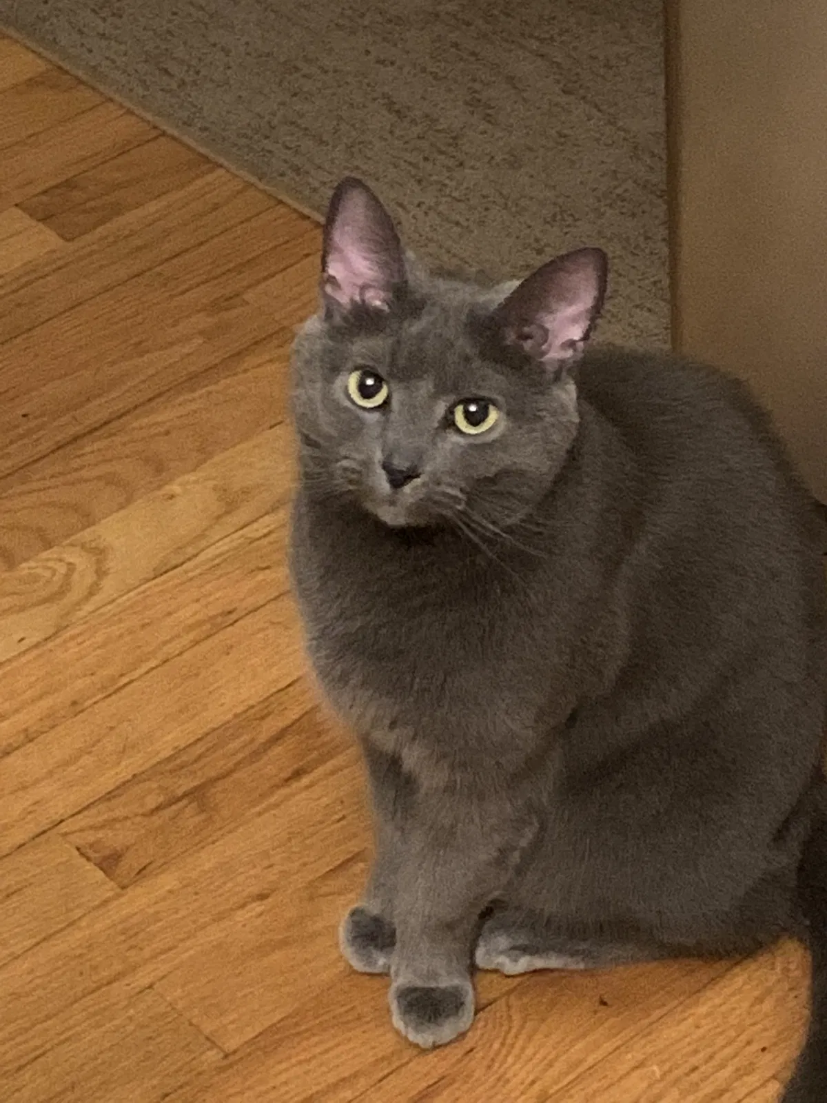 Lost cat in Altamont, NY, 12009