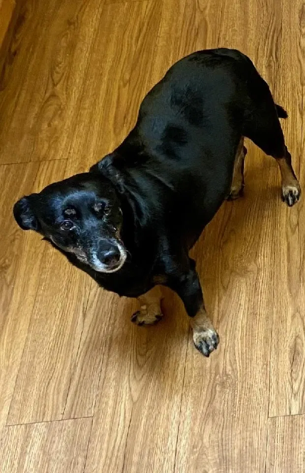 Lost dog in Tomah, WI, 54660