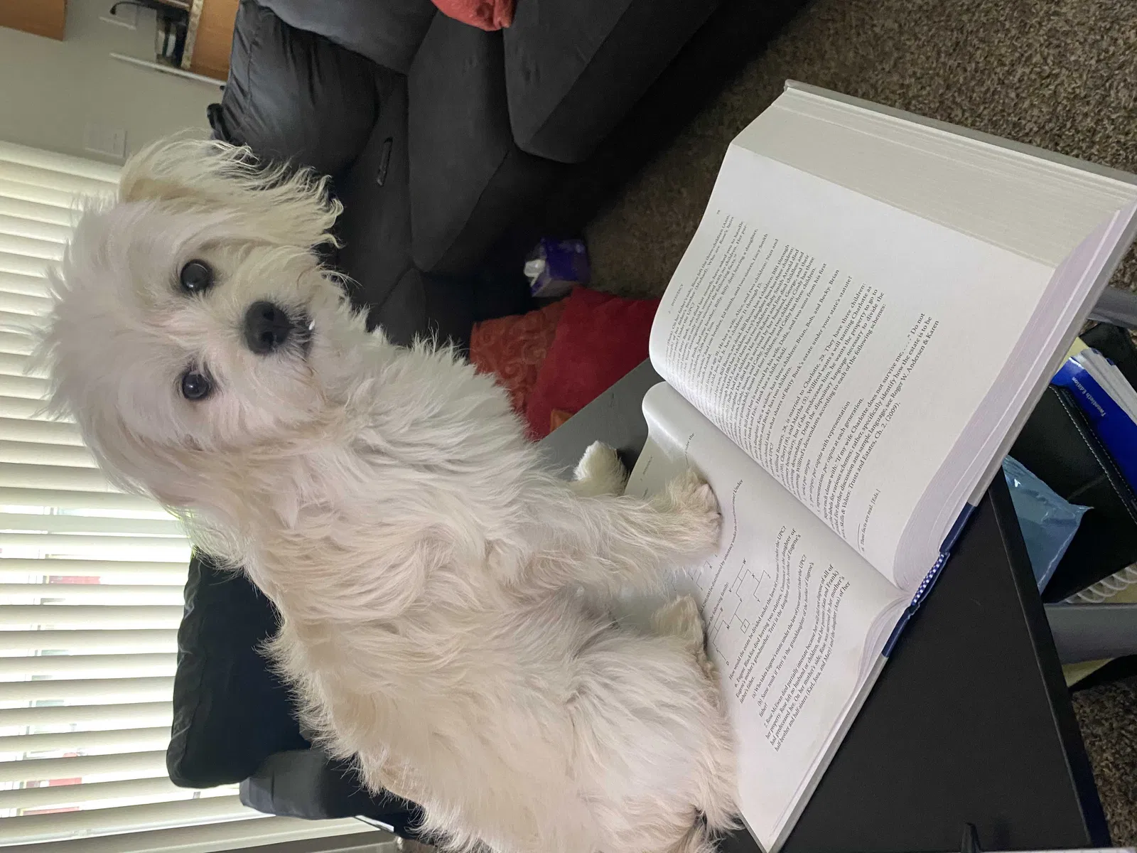 Lost dog in Seattle, WA, 98108