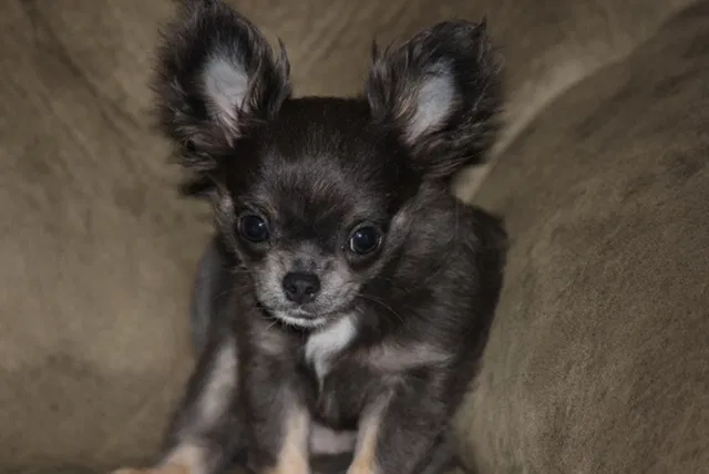 Lost dog in Prairieville, LA, 70769