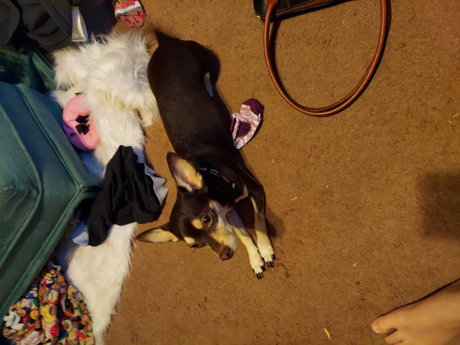 Lost dog in Mesa, AZ, 85206