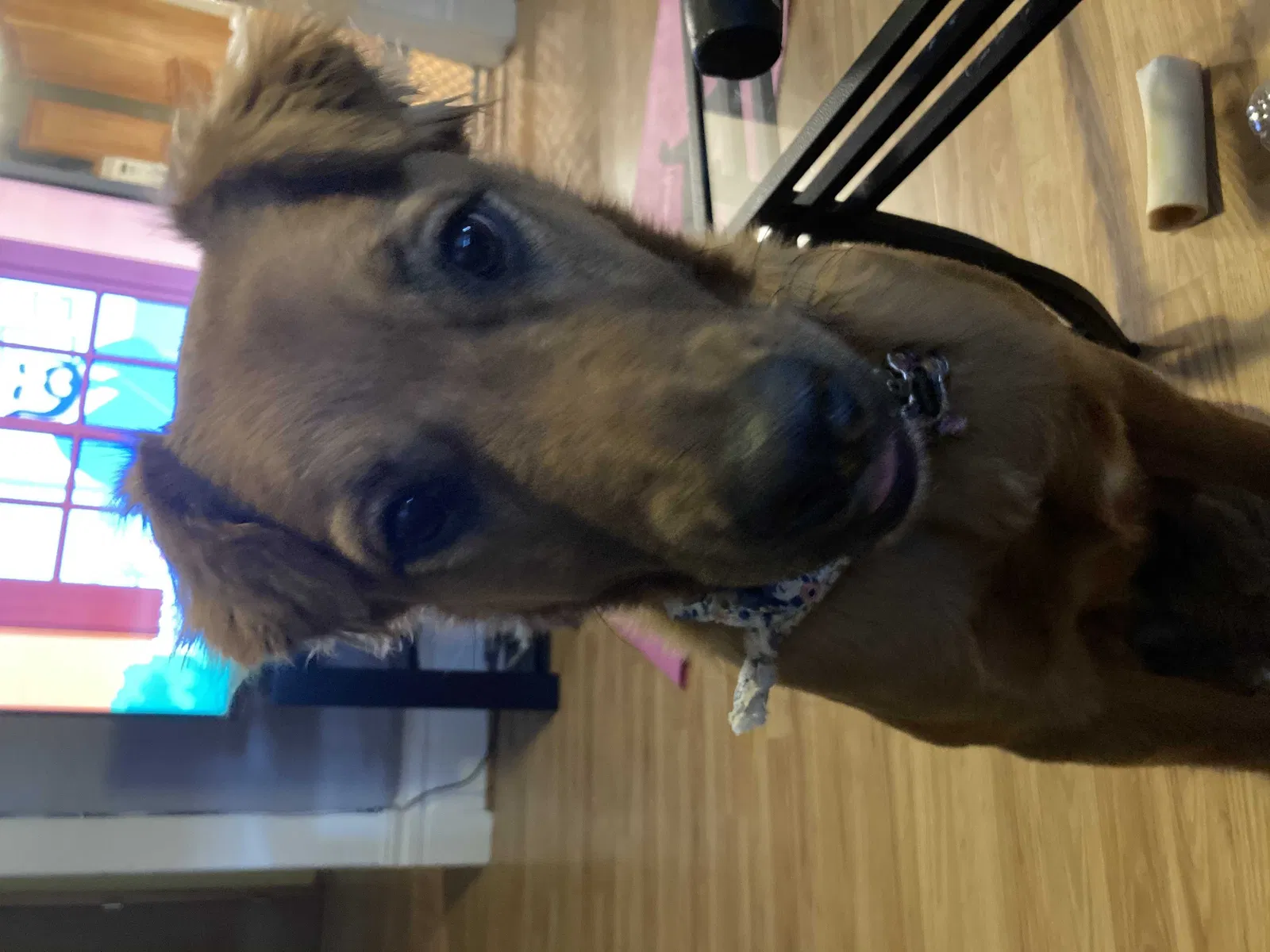 Lost dog in New Prague, MN, 56071