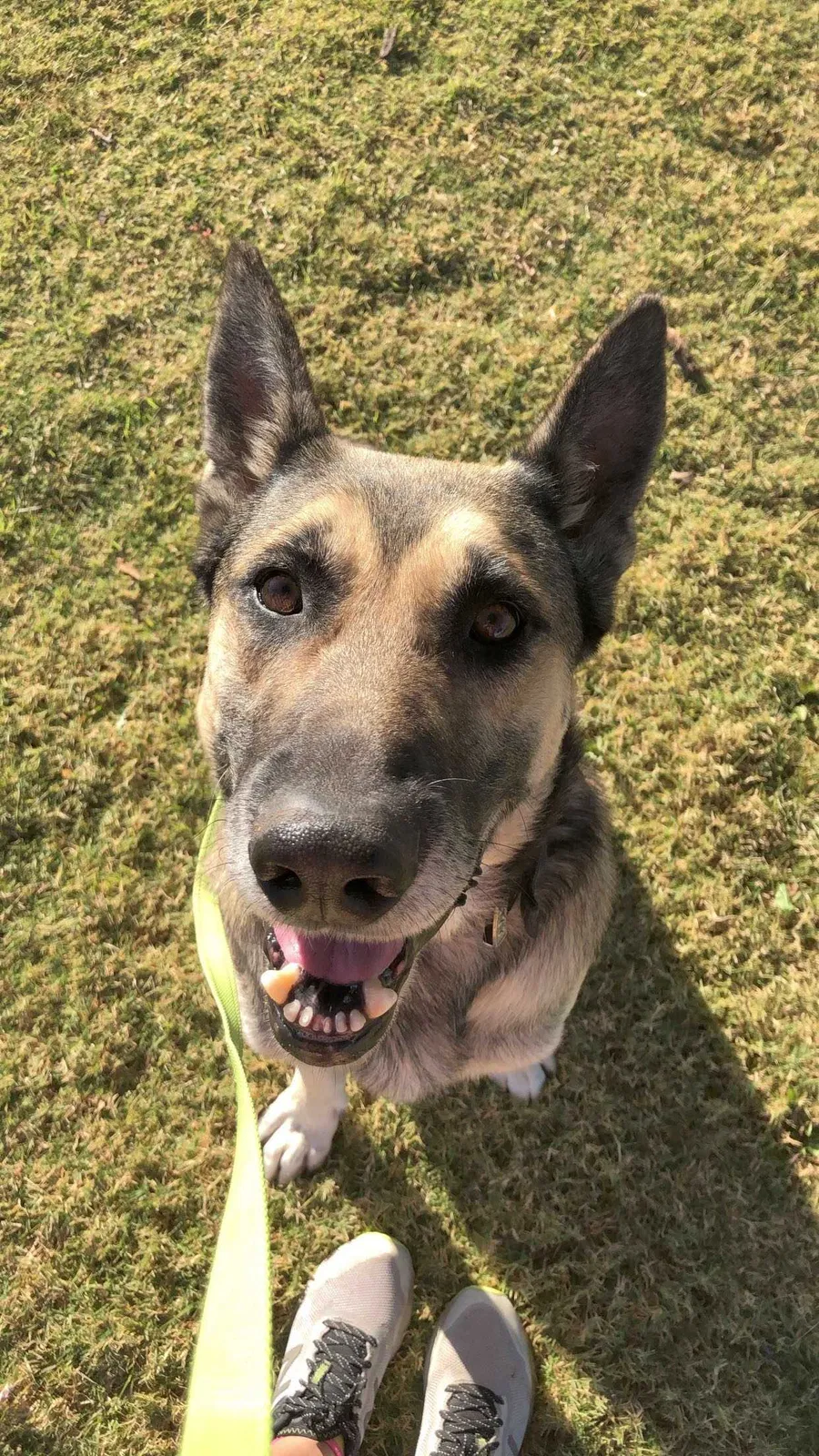 Lost dog in El Paso, TX, 79935