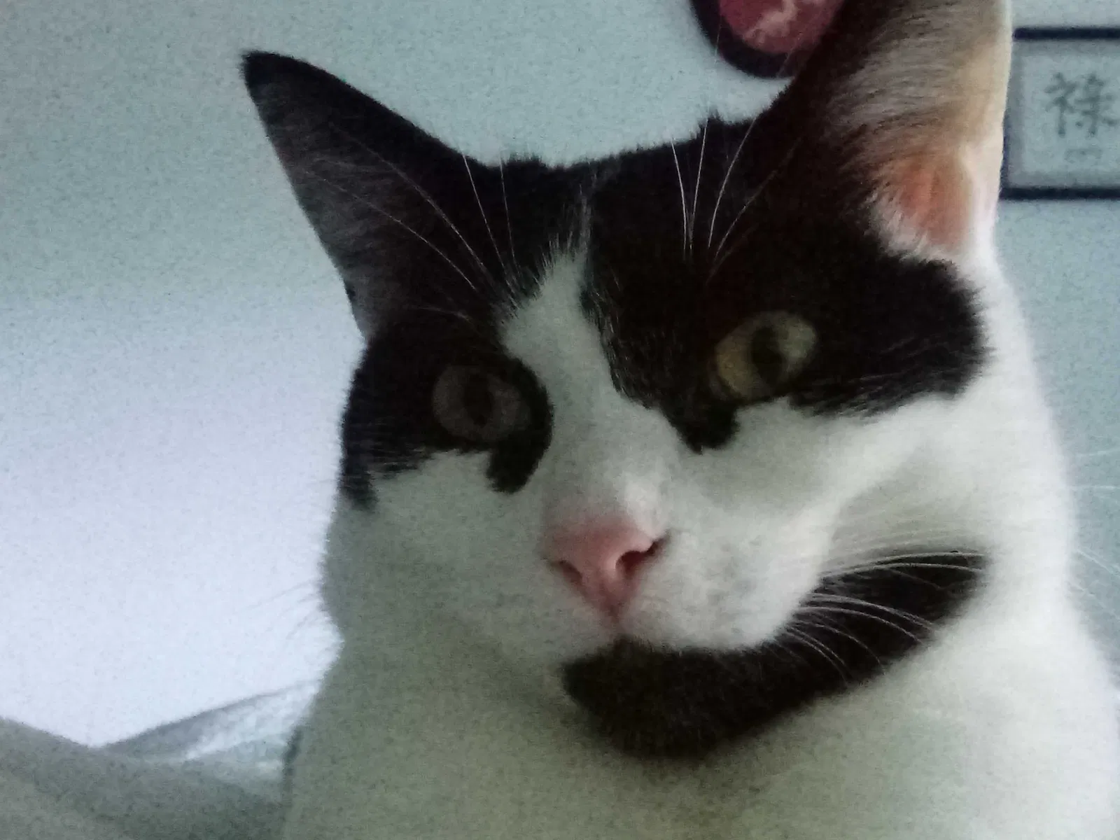 Lost cat in Saint Paul, MN, 55117