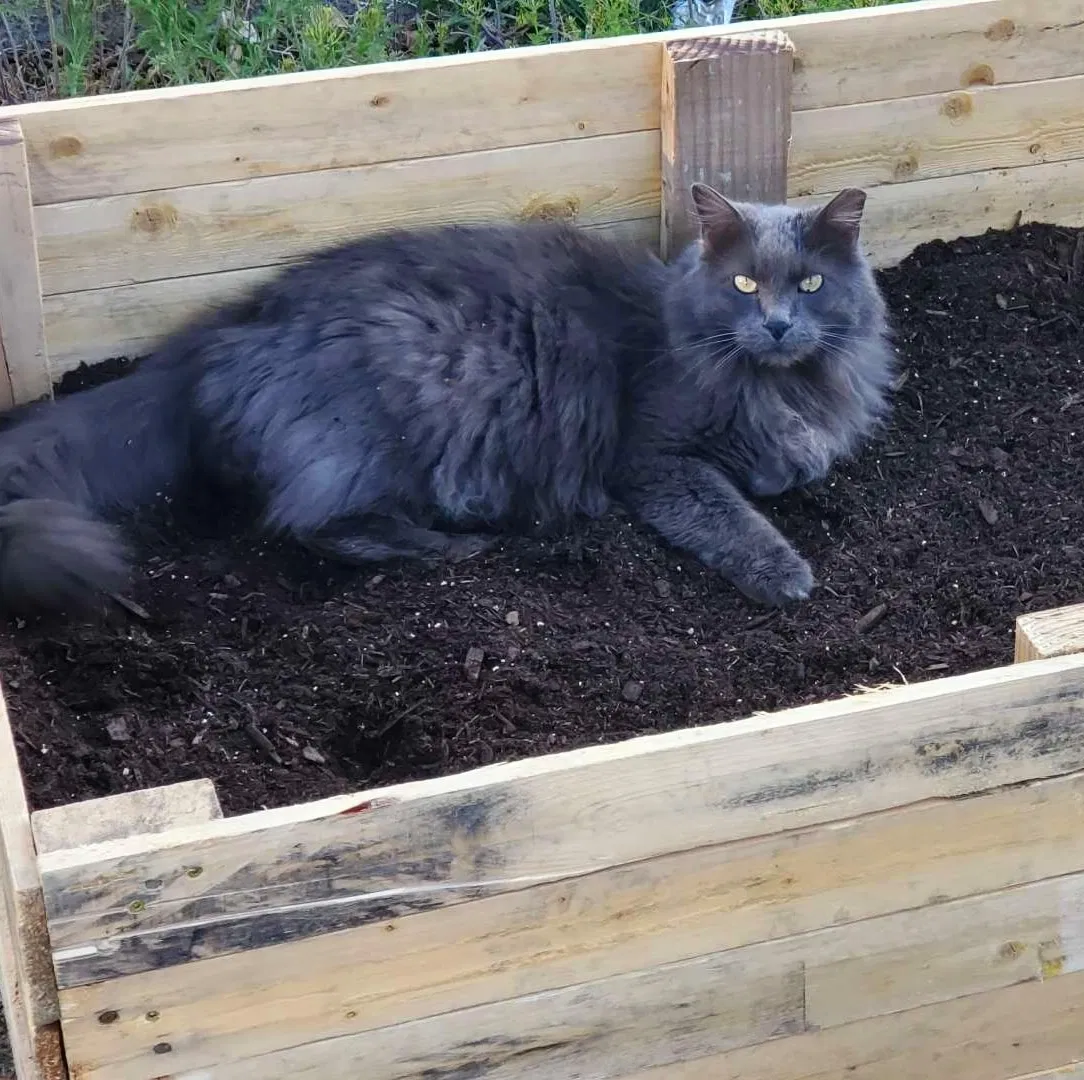 Lost cat in Pueblo, CO, 81003