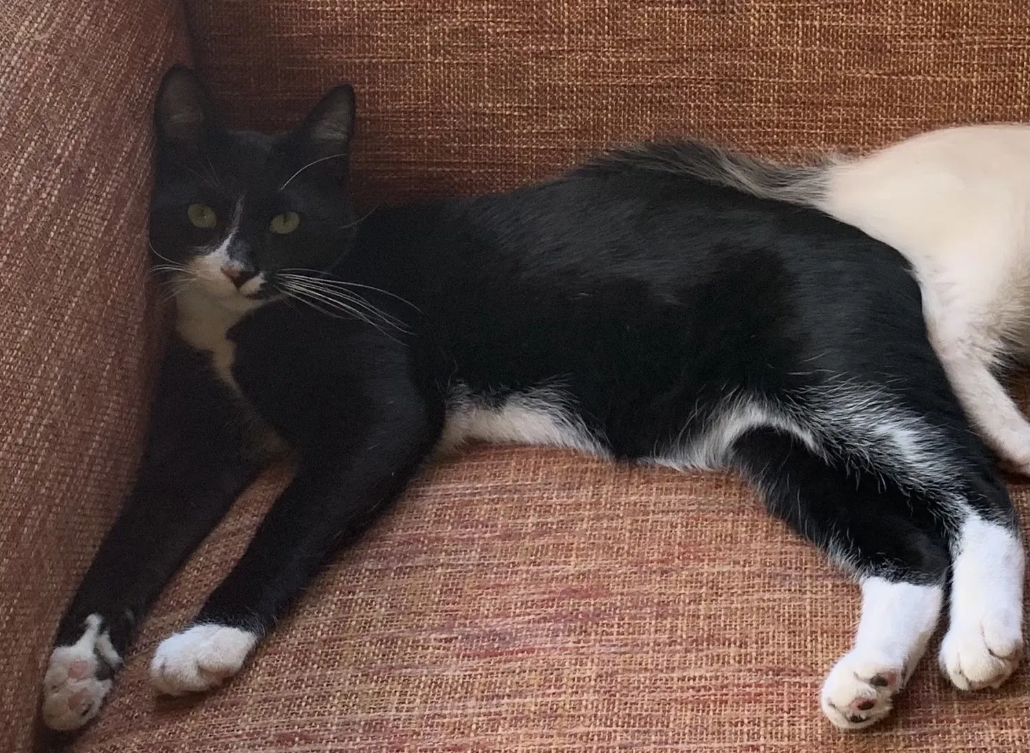 Lost cat in Acton, MA, 1720