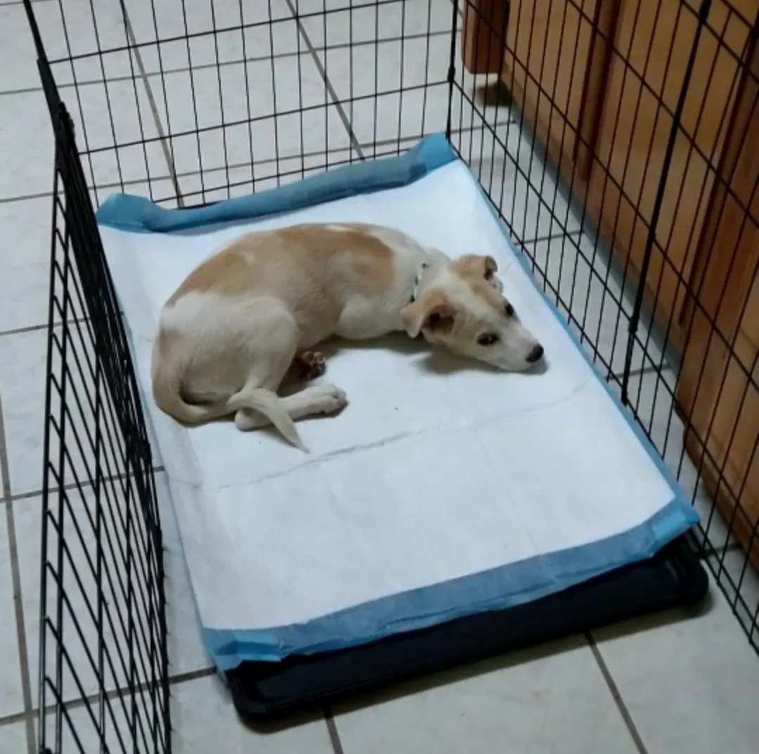 Lost dog in Albuquerque, NM, 87107