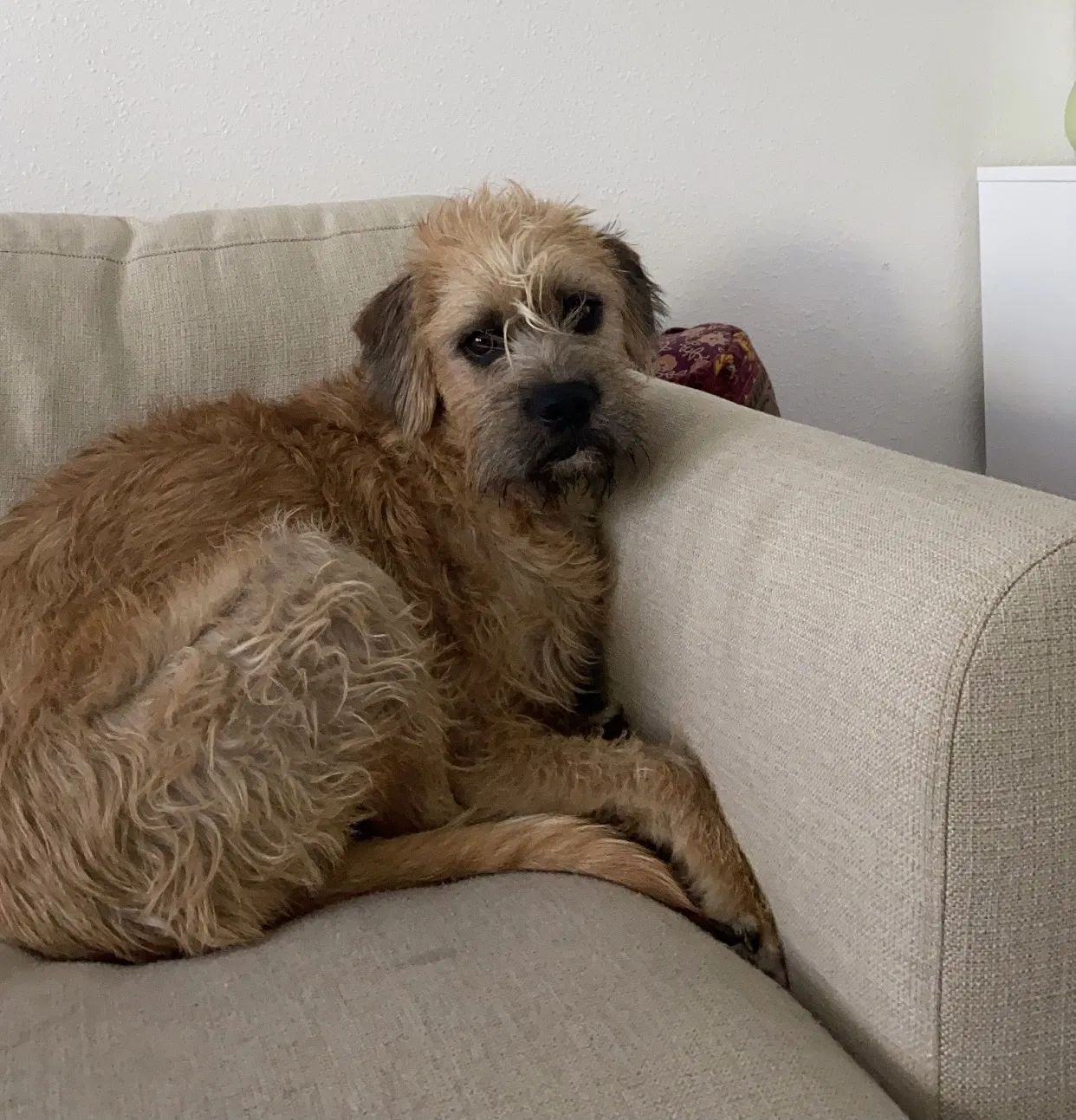 Lost dog in Los Angeles, CA, 90004