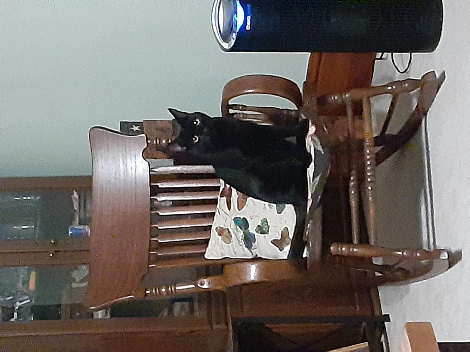 Lost cat in Red Lion, PA, 17356