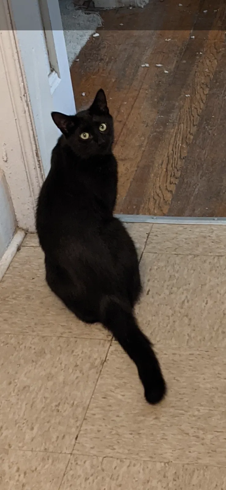 Lost cat in Detroit, MI, 48207