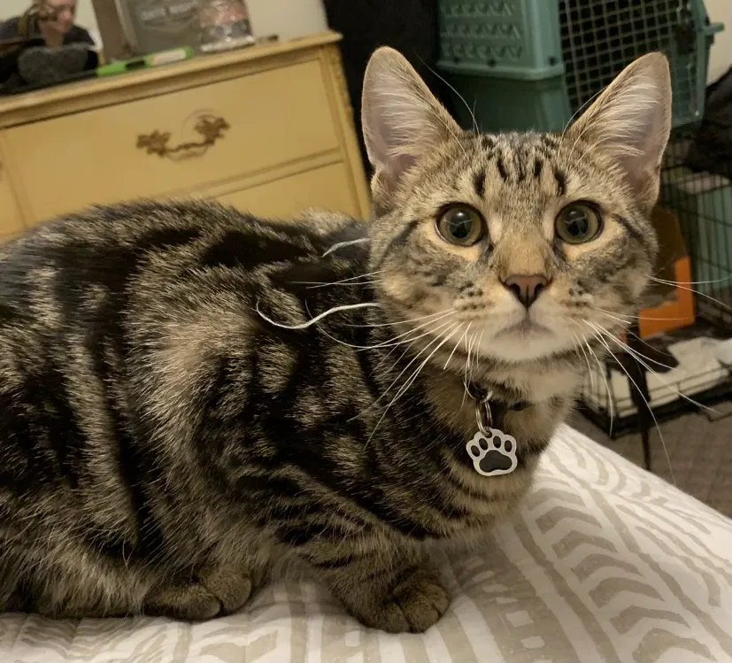 Lost cat in Wilmington, DE, 19803
