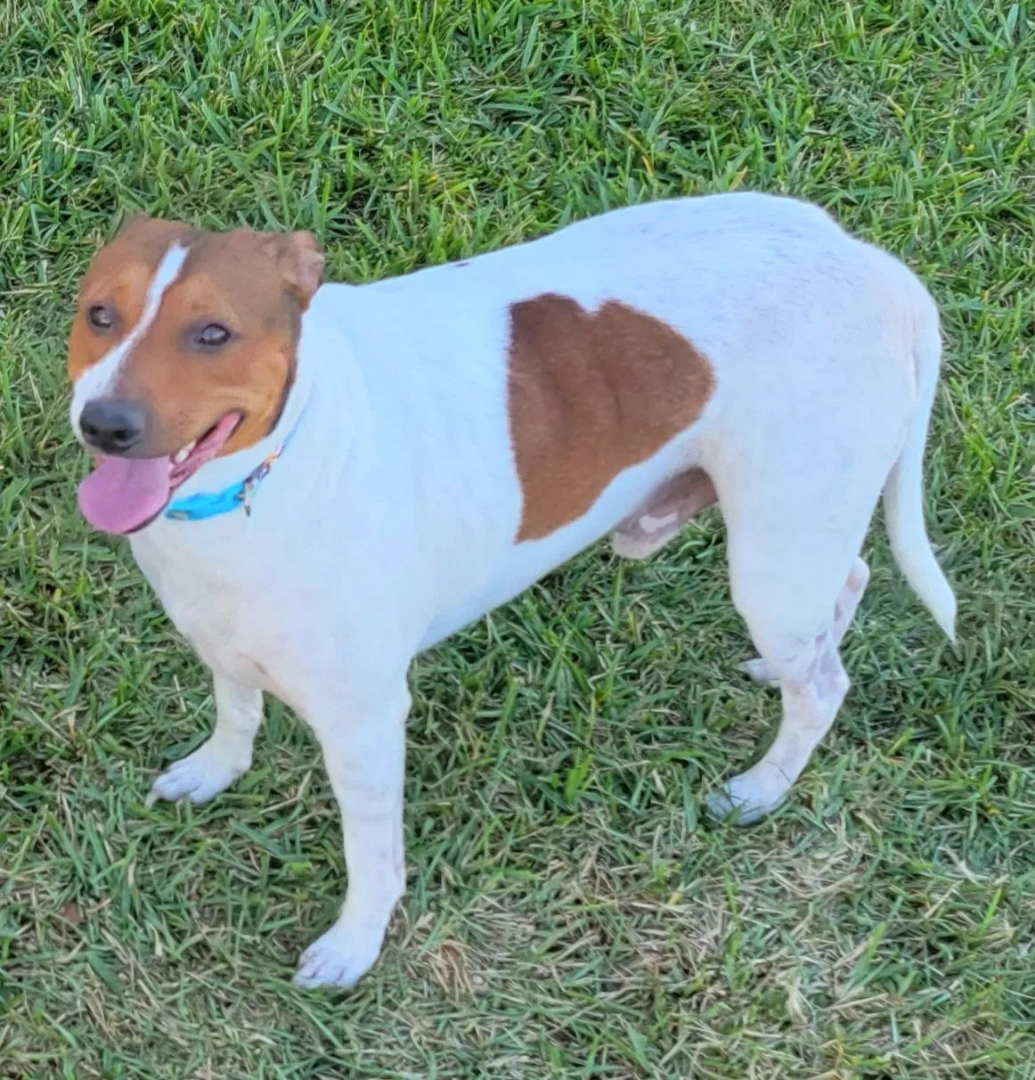Lost dog in Holiday, FL, 34690