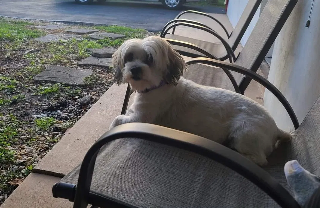 Lost dog in Pompano Beach, FL, 33068