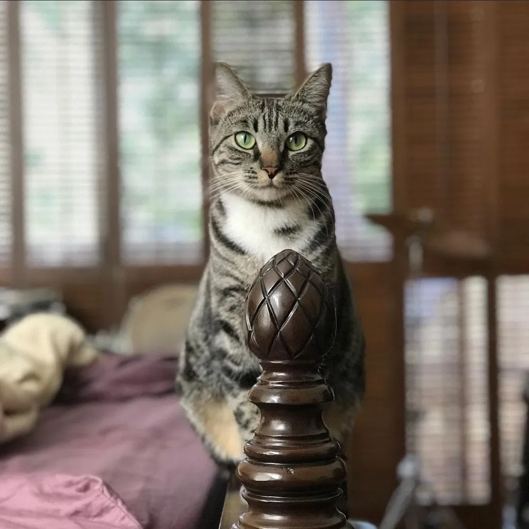 Lost cat in Lake Forest, CA, 92630