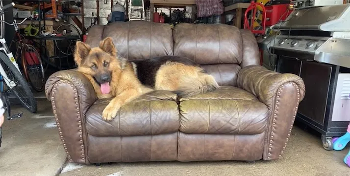 Lost dog in Detroit, MI, 48209