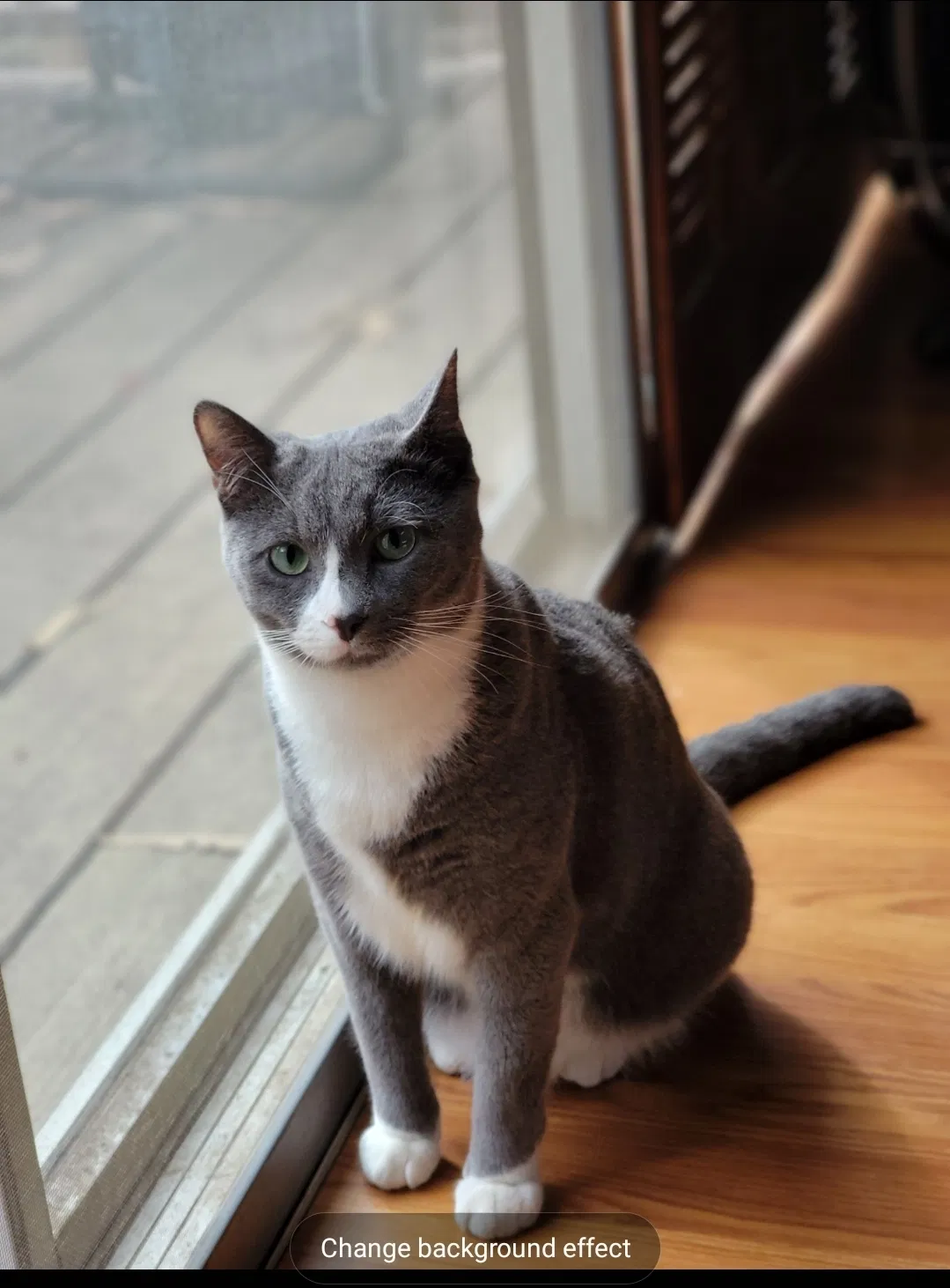 Lost cat in Lake Forest, CA, 92630
