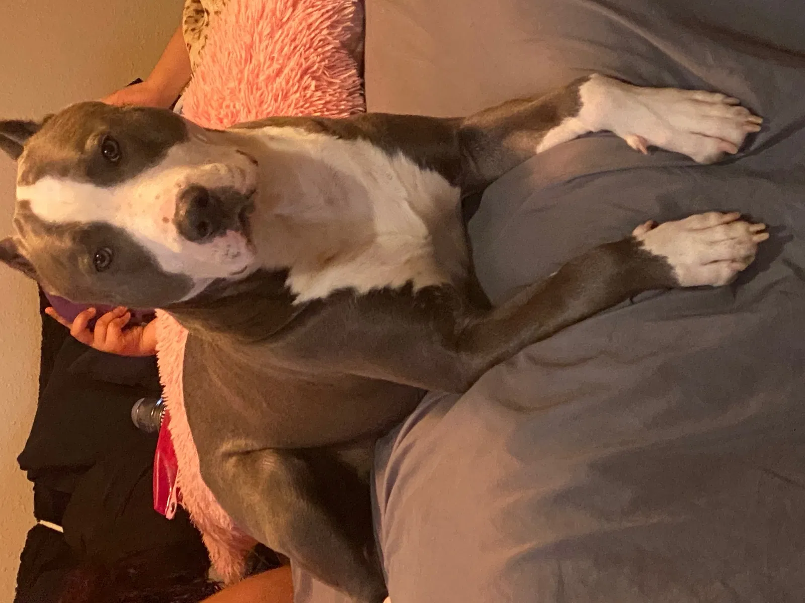 Lost dog in Harvey, LA, 70058