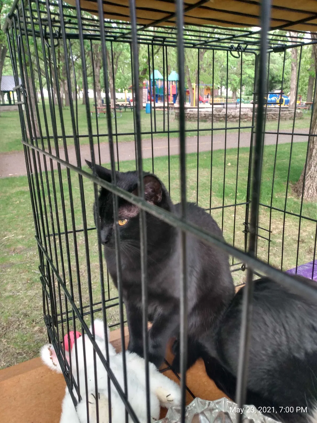 Lost cat in Sauk Rapids, MN, 56379