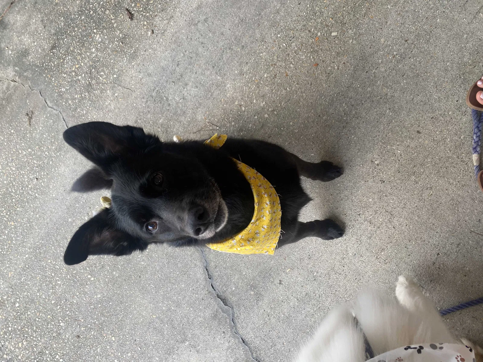 Lost dog in Husser, LA, 70442