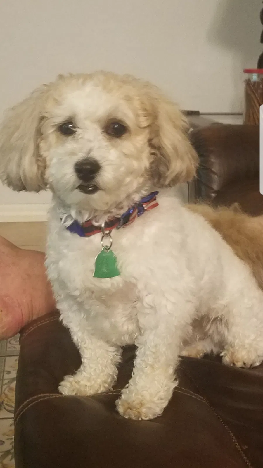 Lost dog in Kissimmee, FL, 34746
