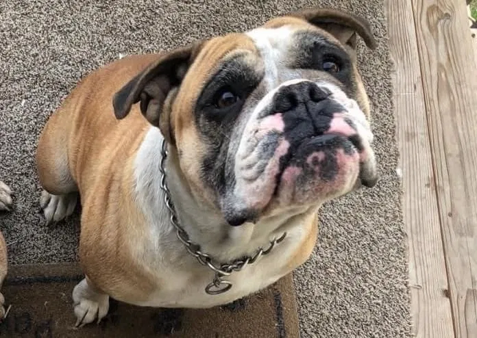 Lost dog in Nampa, ID, 83686