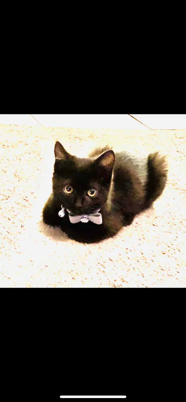 Lost cat in Pittsburg, CA, 94565